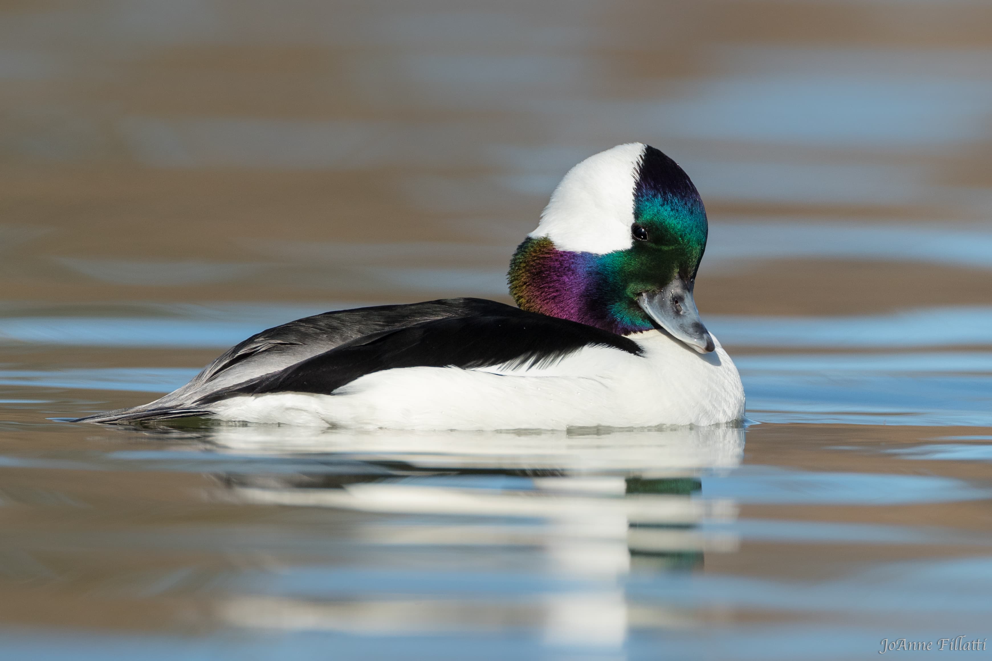 bird of british columbia image 27